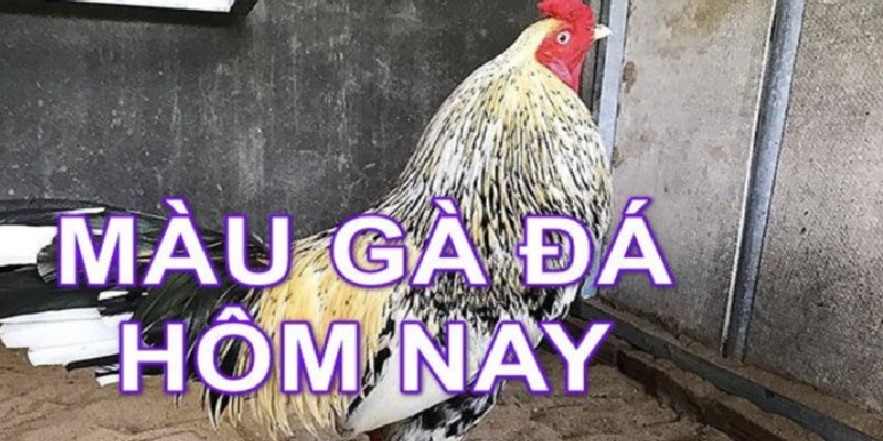 màu mạng gà đá ngày hôm nay