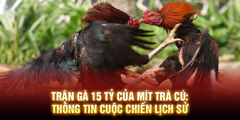 trận gà 15 tỷ